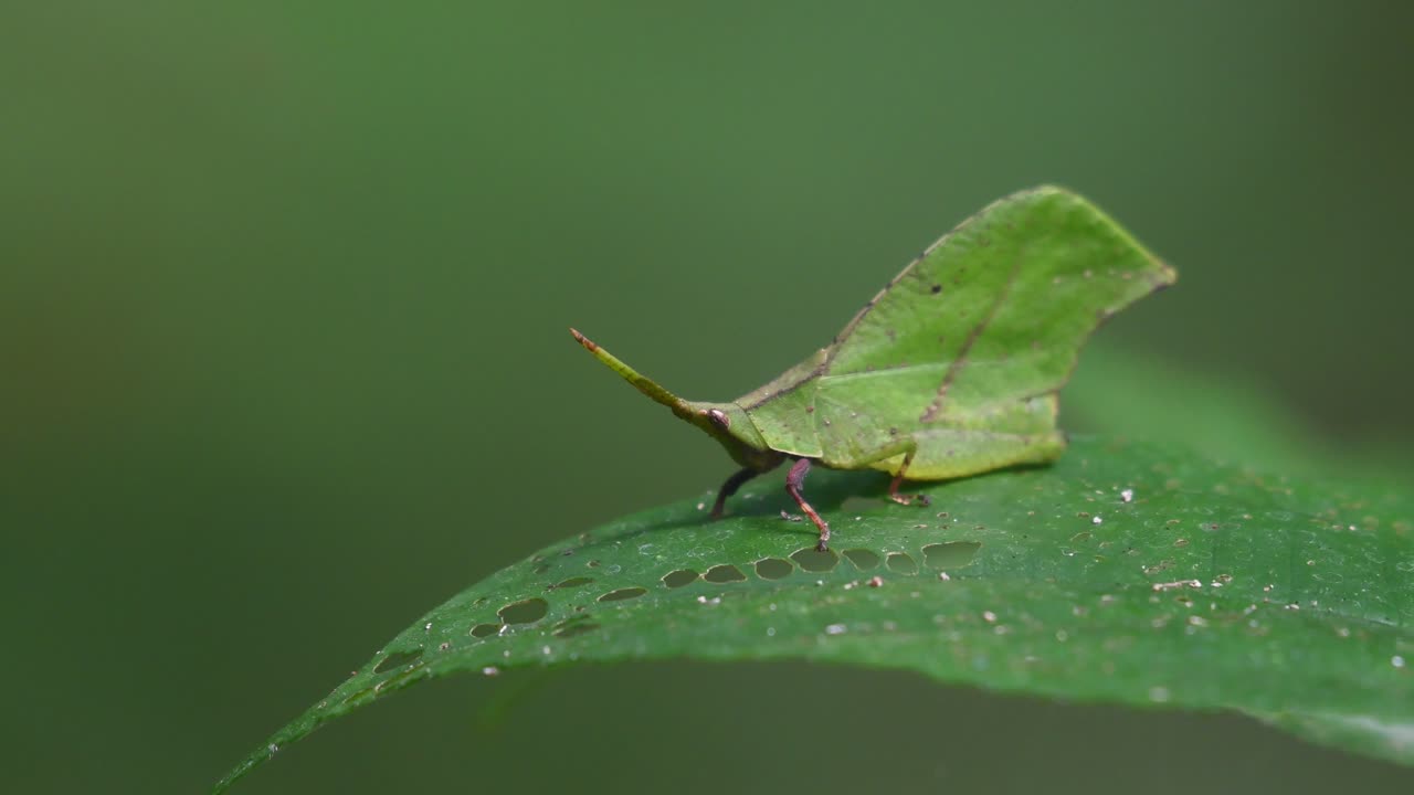잎 모방, katydids, 4k 영상, kaeng krachan 국립 공원, 태국
