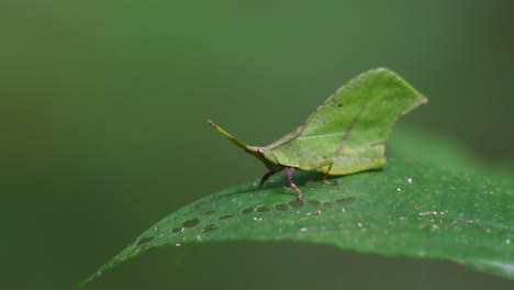 Imitador-De-Hojas,-Katydids,-Material-De-Archivo-4k,-Parque-Nacional-Kaeng-Krachan,-Tailandia