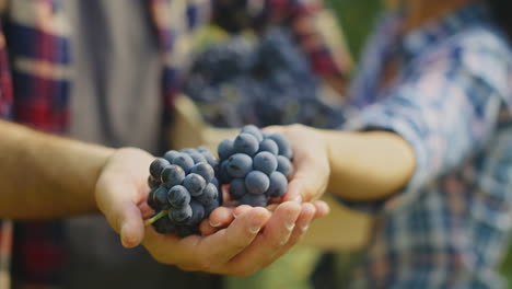 cosecha de uvas