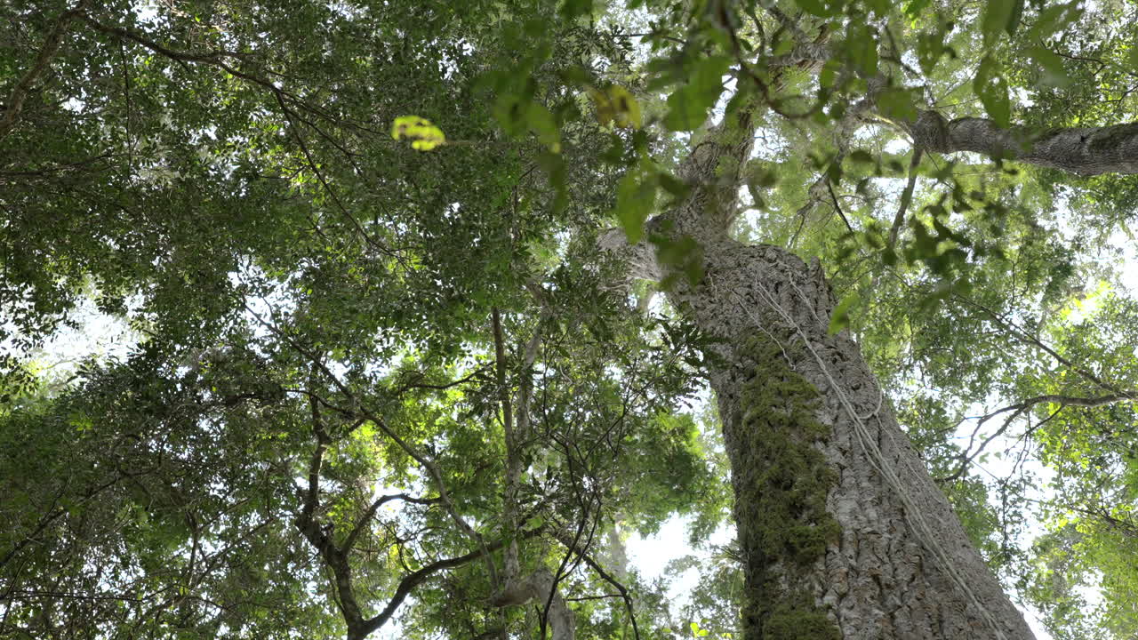 Upward view of Rosewood tree trunk and thick leafy canopy in lush green forest environment.