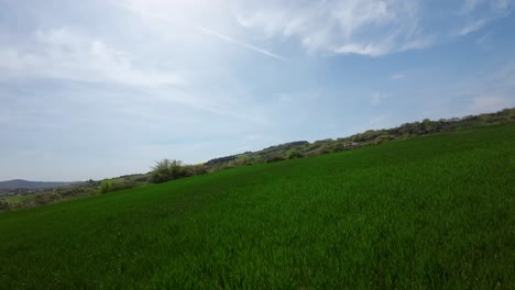 Drone flight gliding at low altitude over a vibrant green field on a sunny day with a blue sky. Sensation of speed and swiftness. The image rotates to the right and descends sharply