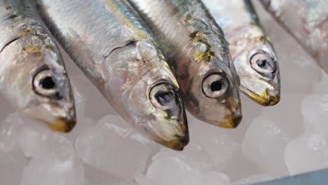 fresh sardines on ice