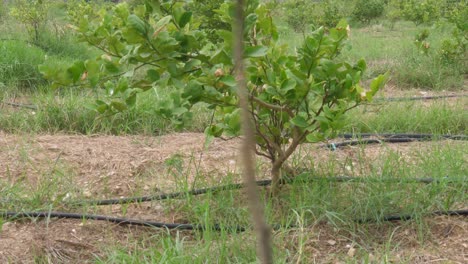 Green lawn and drip irrigation for flowers and plants