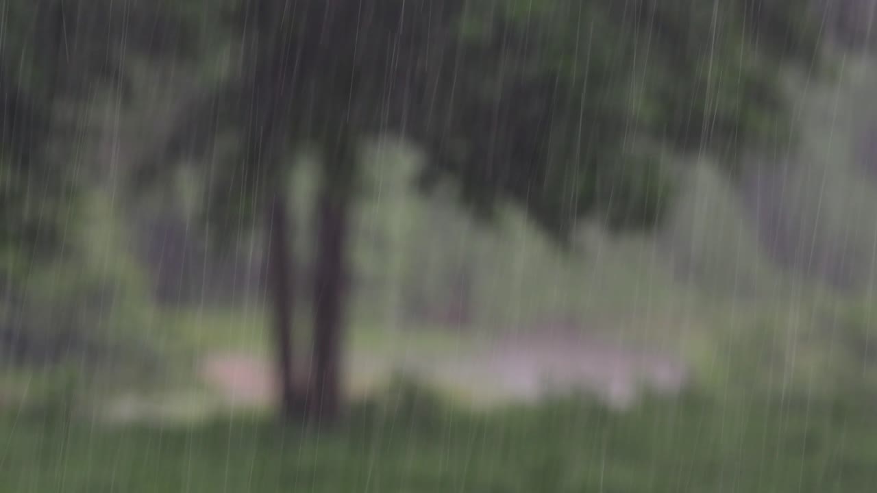 Rain comes in the jungle anytime and one must enjoy the most out of it