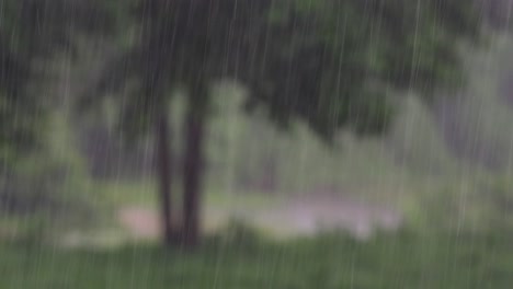 rain comes in the jungle anytime and one must enjoy the most out of it