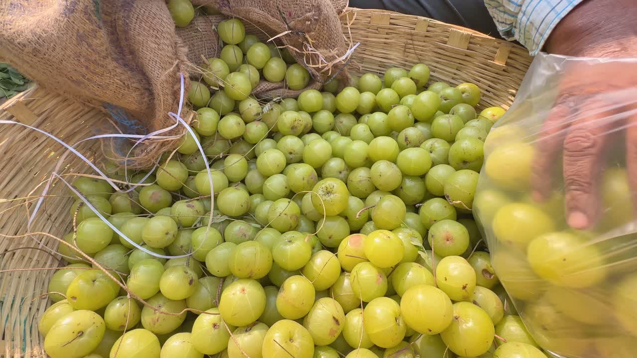 closeup of hand picking the best one gooseberry for pickle, it's a good source of vitamin c