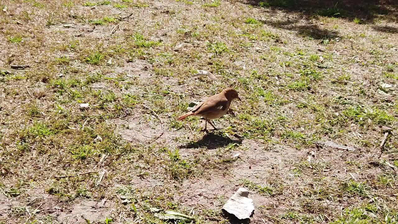 도시 새는 도시 공원에서 산책하는 것을 즐긴다 잔디는 느린 동작 hornero rufous 중간 크기의 사각형 리 도시 오븐 새