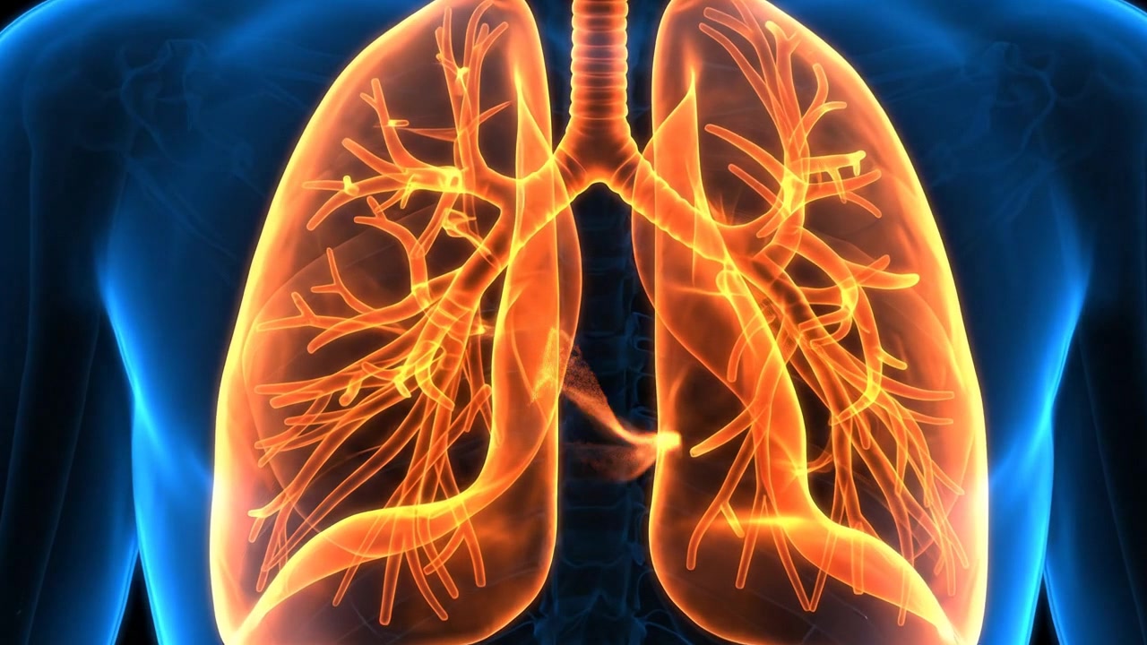 Medical visualization of human lungs and respiratory system