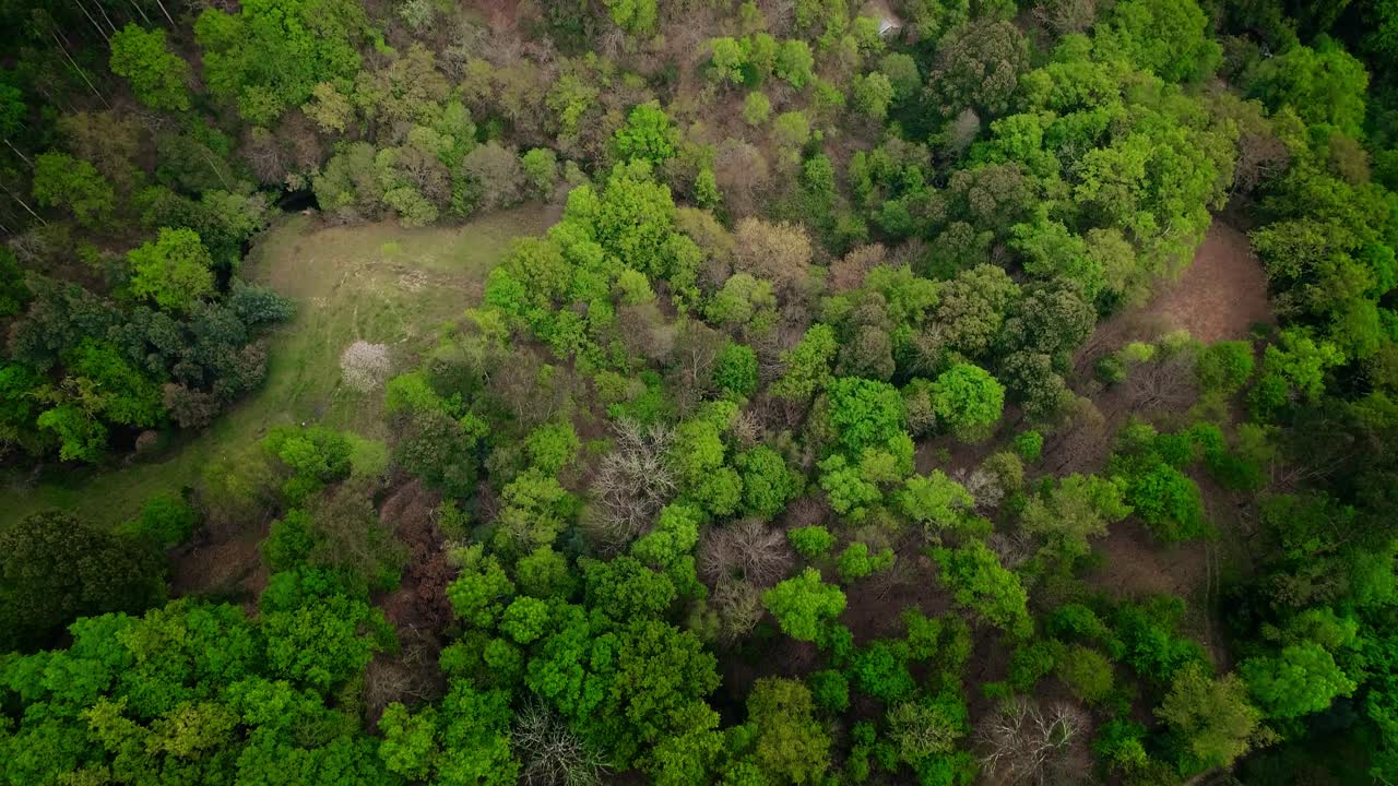 las cimas de los árboles verdes y el bosque disparado por un avión no tripulado