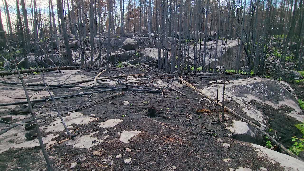 vista muy baja de drones de tierra quemada después de un incendio forestal en el desierto canadiense