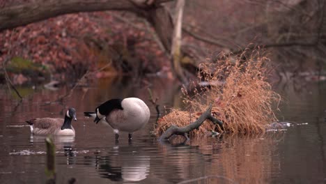 two lovely geese cleaning themselves in a shallow pond beside a woody debris on a winter day - medium shot