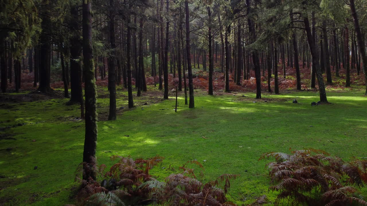 Serene forest scene with sunlight filtering through trees, highlighting lush green moss and ferns in Sao Miguel Island, Azores