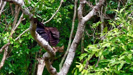 Colourful-bird-Australian-Brushturkey-sitting-on-branch-in-Queensland-rainforest-in-Burleigh-Heads,-Gold-Coast