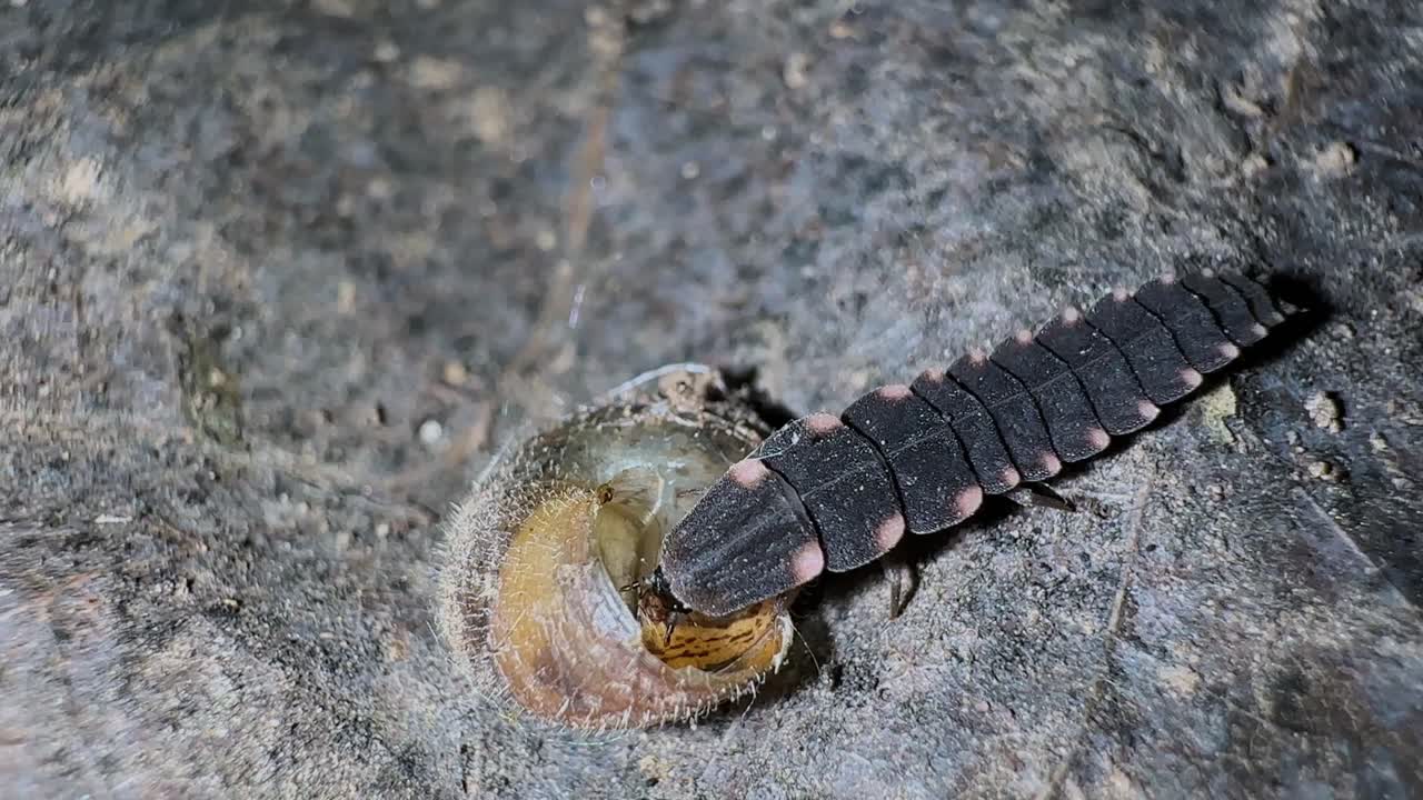 wild toxic firefly larvae glowworm trilobite beetle bite fight crawl insect bug worm light emitting bioluminescence lamprigera lampyridae macro coleoptera rainforest iran zoology entomology at night