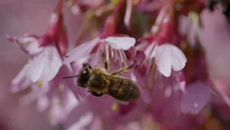 macro shot of bee during sunny day pollinating pink flower in nature