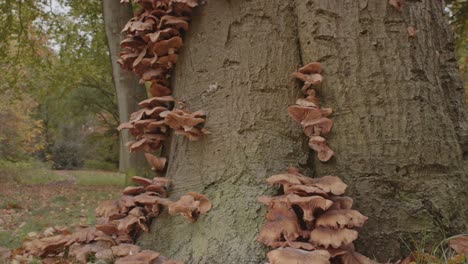 honey mushroom growing all over tree