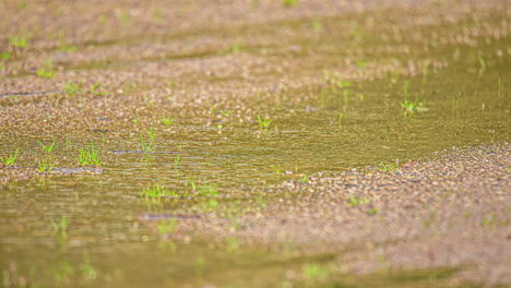 sprinkling raindrops falling form a puddle on a gravel road in the countryside - time lapse