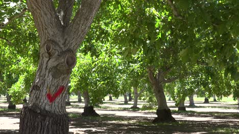 Los-árboles-En-Un-Huerto-De-Nogales-De-California-Soplan-En-El-Viento-Cerca-De-Lompoc,-El-Condado-De-Santa-Bárbara