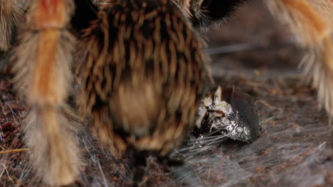 Mexikanische-Rotknie-Vogelspinne-Hüllt-Kakerlake-In-Ein-Netz---Extreme-Nahaufnahme---Zeitlupe