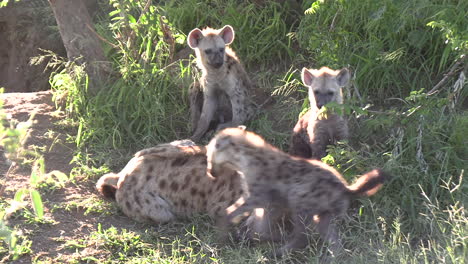 close up of spotted hyena cubs playing, annoying adult trying to sleep, africa