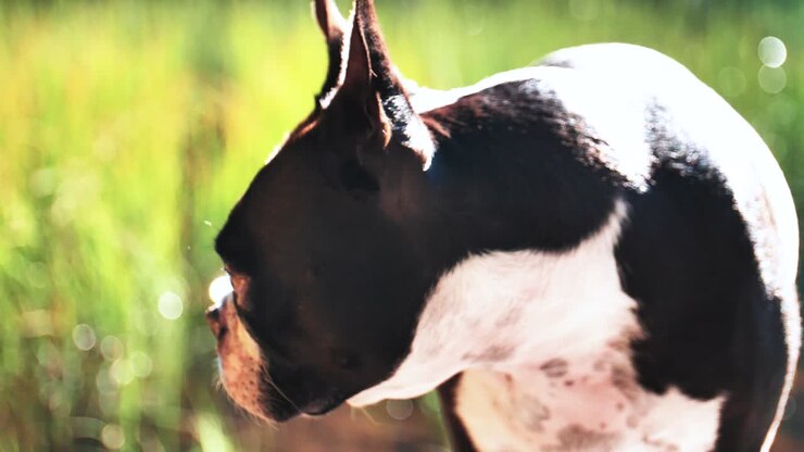 Bellissimo Boston Terrier. Primo piano di muso, occhi e orecchie. Sfondo bokeh verde con bagliore solare