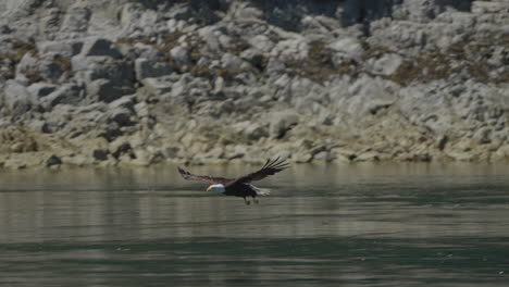 eagle catching fish in the ocean in canada