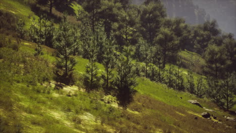 autumn forest on green rocky hills