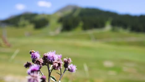 thistle flowers with blurred mountain background
