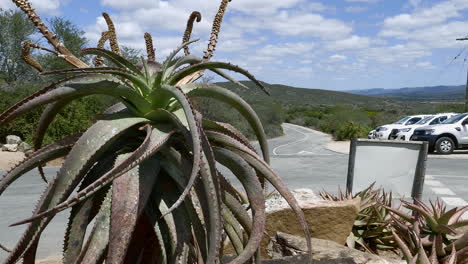 Slow-tilt-up-brown,-discolored-aloe-vera-plant-growing-beside-parking-lot