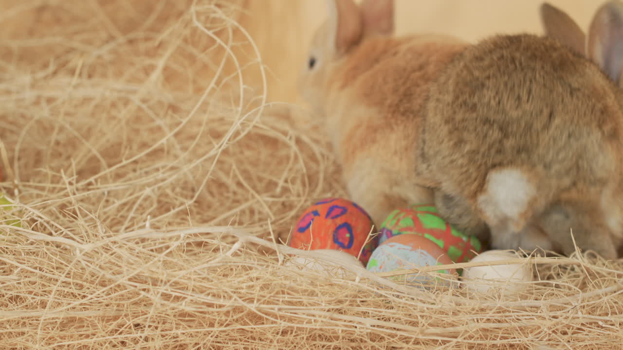 pareja fraternal de conejitos de pascua anidando huevos de pascua - primer plano a nivel de los ojos