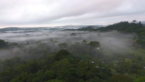 flying towards a giant tree in primary tropical rainforest, foggy and mystic.