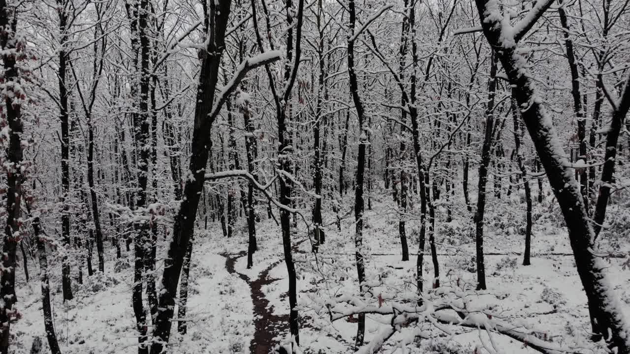 Movimento cinematografico all'interno di una foresta mistica con alberi spogli coperti di neve.