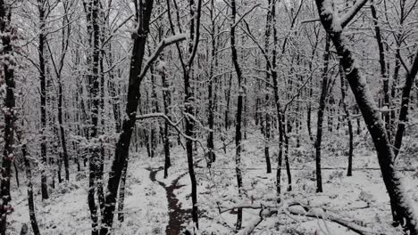 cinematic movement inside mystic forest with leafless trees covered in snow
