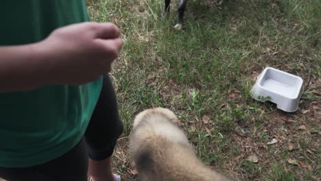 Verspielter-Großer-Pyrenäen-Border-Collie-Welpe,-Der-Blätter-Von-Einem-Ast-Aus-Der-Hand-Eines-Bauern-Kaut-Und-Isst,-Mit-Wasserschüssel-Im-Hintergrund