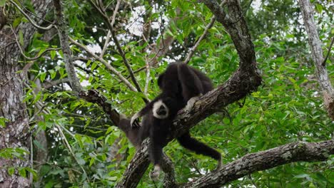 preparando un individuo más joven mientras descansa en una rama grande mientras la cámara se aleja, el gibón de manos blancas hylobates lar, tailandia