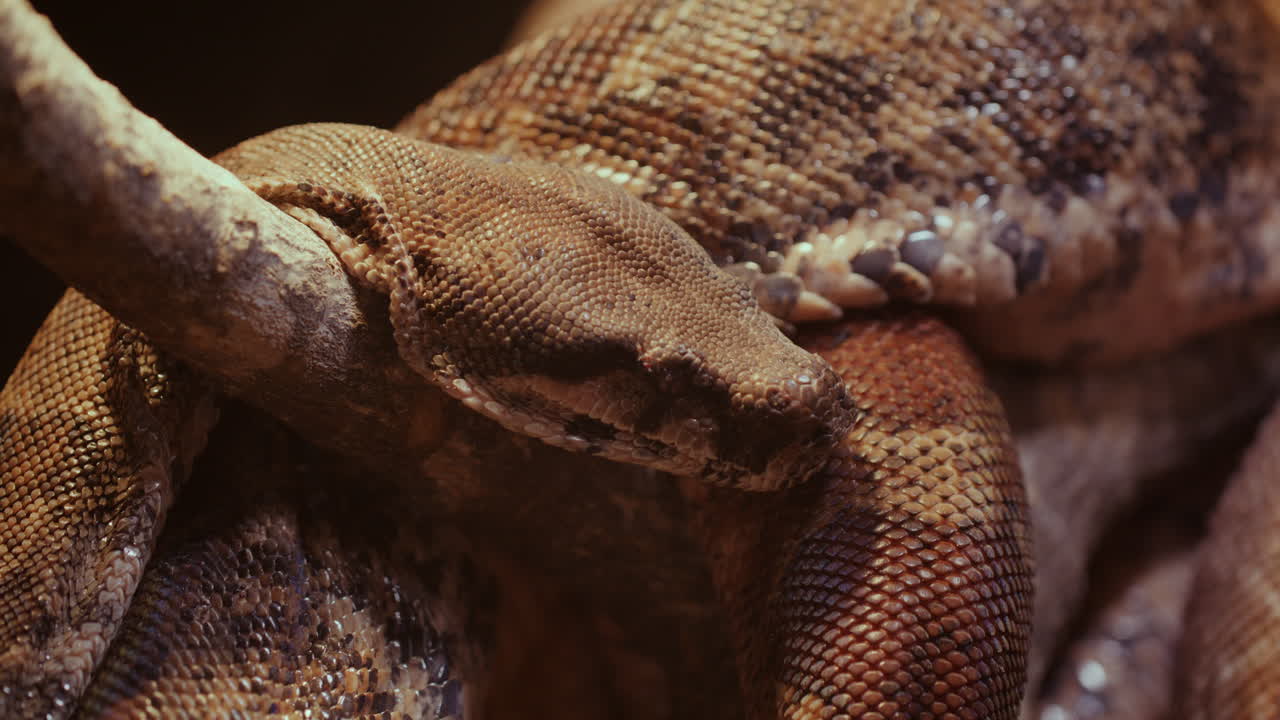 Python snake resting head on treebranch - rack focus on face