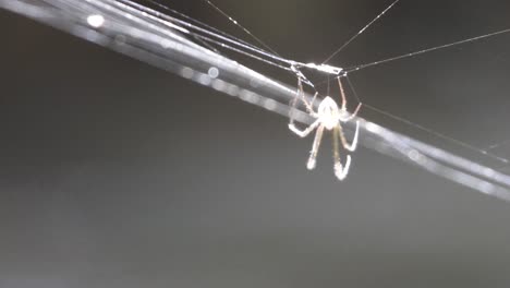 spider in web uhd mp4 4k ..