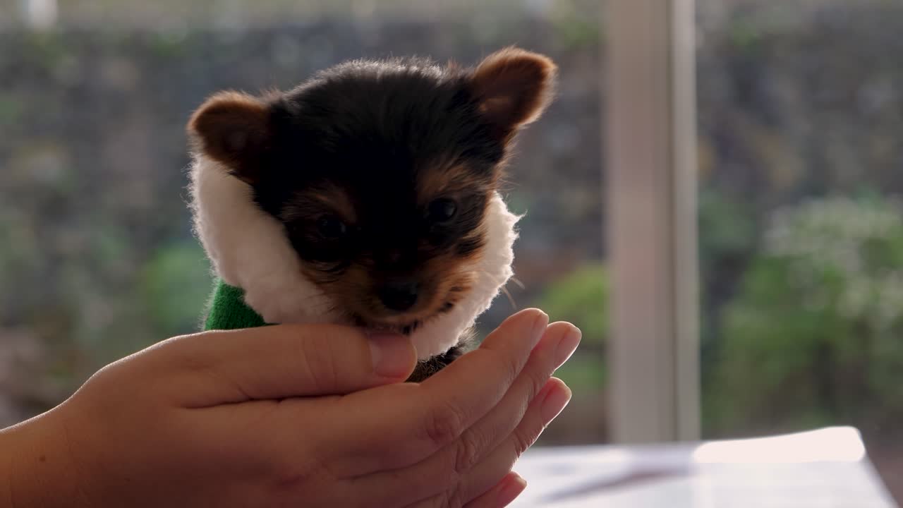 con las manos de un cachorro de yorkshire terrier con una camisa de navidad