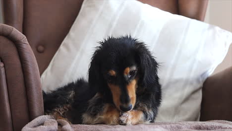 perro salchicha mojado acicalándose en un sillón en casa