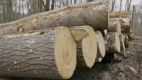 close up of trunks of cut down trees in the forest