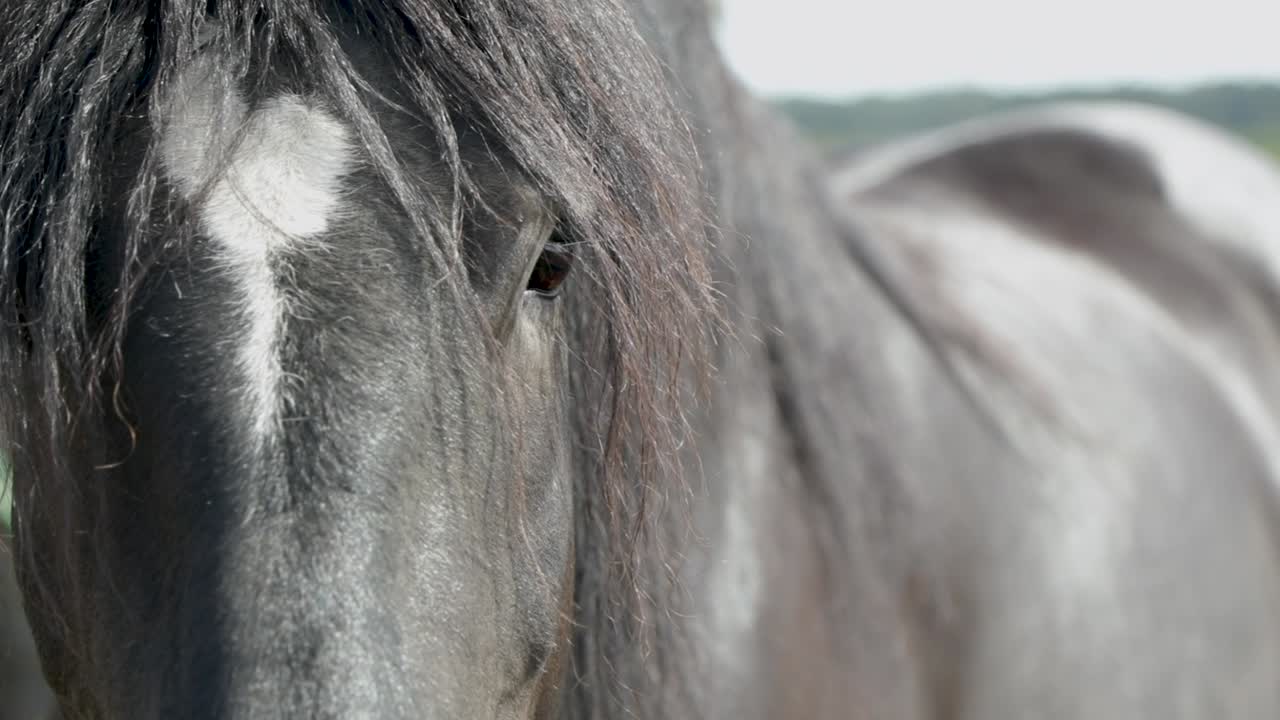 vista de cerca de la cabeza de caballo negro aislada en un fondo indistinto - toma manual