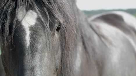 close up view of black horse head isolated in indistinct background - handheld shot