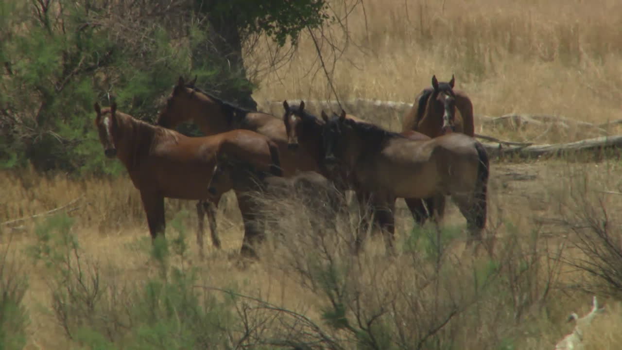 una antena de caballos salvajes pastando en un campo