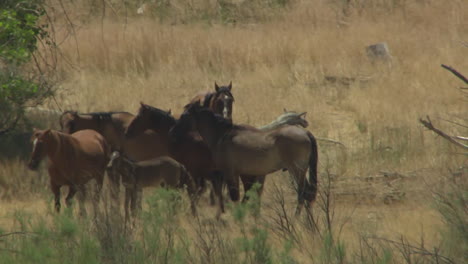 an aerial of wild horses grazing in a field