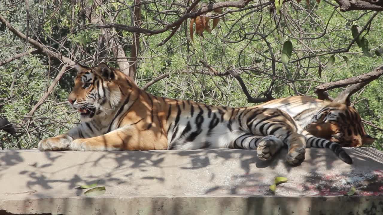 clip de dos tigres acostados, relajados y lamiéndose en el zoológico de indore, madhya pradesh, india