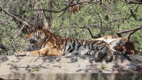 Clip-of-two-tigers-lying-down,-relaxing-and-licking-themselves-in-the-zoo-of-Indore,-Madhya-Pradesh,-India