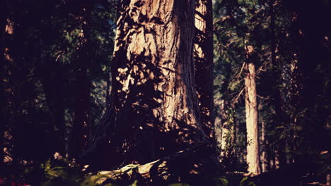 Riesenmammutbaumwald-Des-Sequoia-Nationalparks-In-Den-Kalifornischen-Bergen