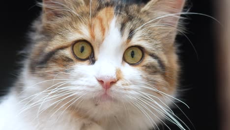 close-up of a calico cat