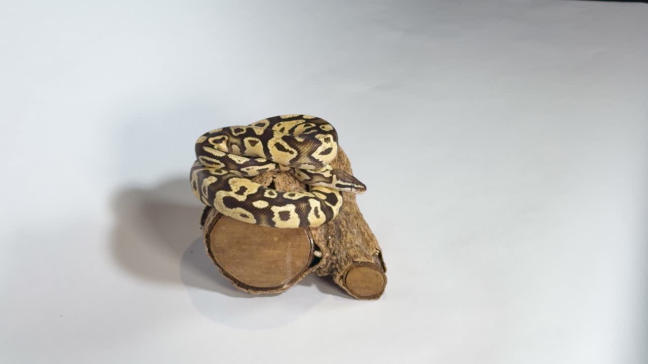 Seekor ular piton bermotif melingkar di atas batang kayu dengan latar belakang studio putih
