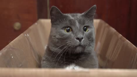 gray cat jumps out of a cardboard box